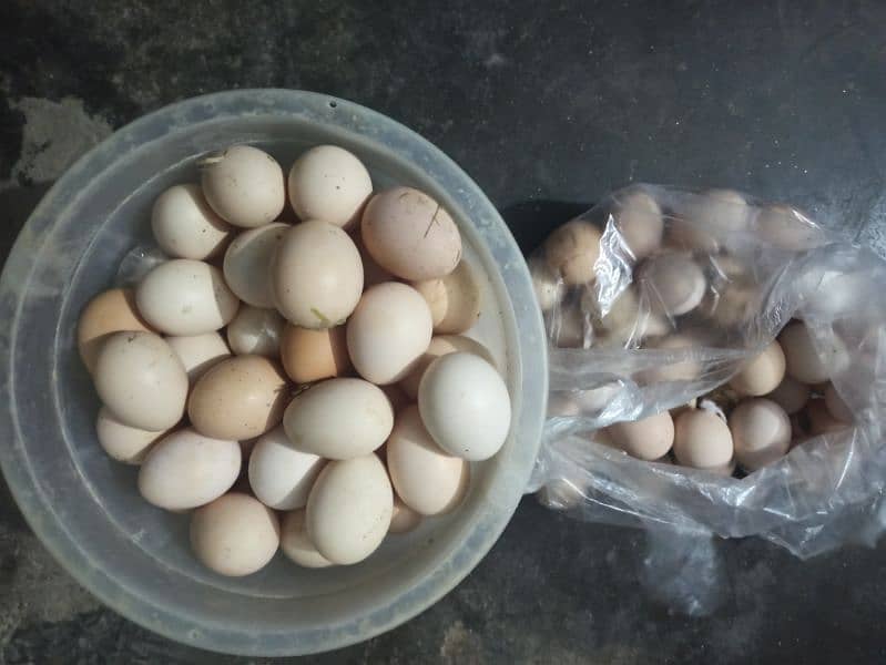 Pure desi eggs 4