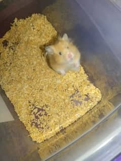 Hamster other animals for sale different types of