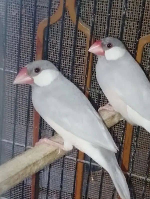 Silver Java Breeder Healty Pair 0