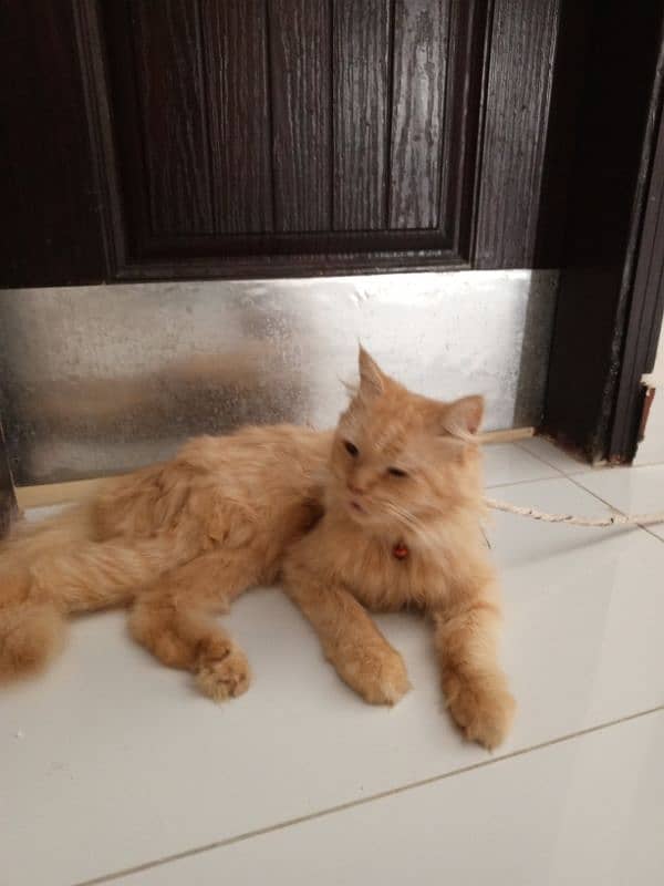 Persian kitten and cat for sale 2