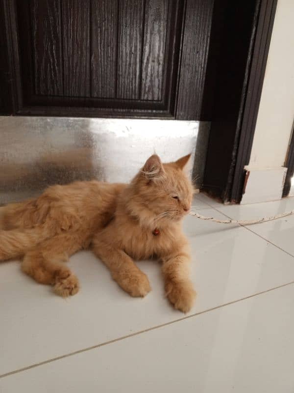 Persian kitten and cat for sale 3