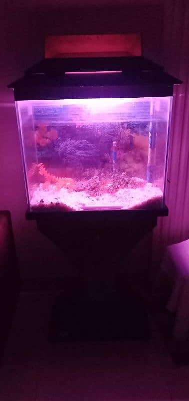 Fish Aquarium | Fish Tank | Fish Aquarium with Wooden Stand 0