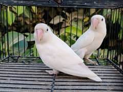 albino black eye split ino brreder pair jambo size