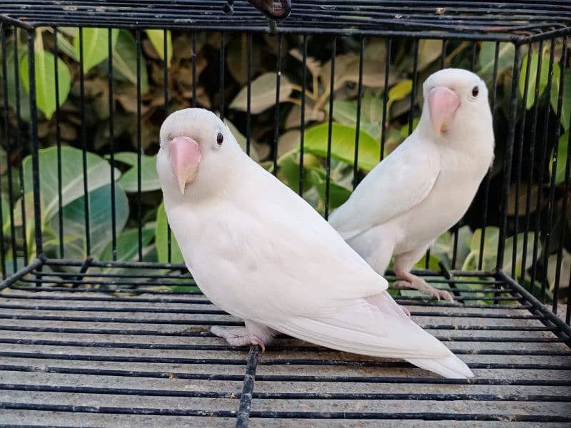 albino black eye split ino brreder pair jambo size 0