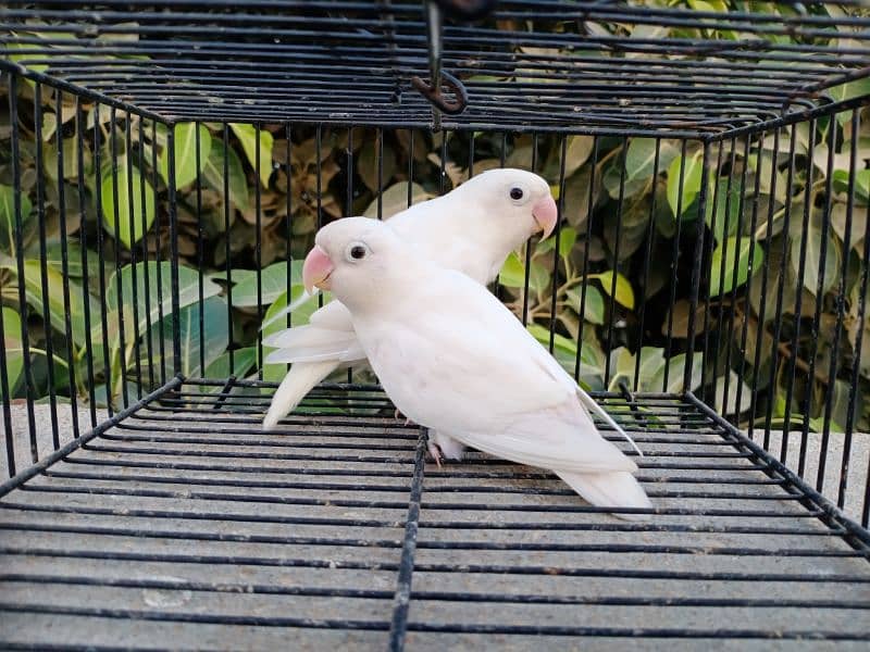 albino black eye split ino brreder pair jambo size 1