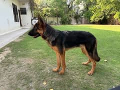 German Shepherd parents pedigree