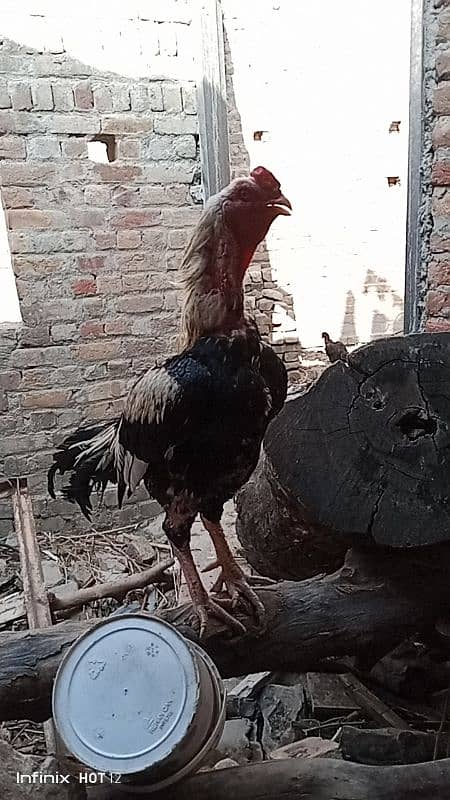 Aseel Fertile Eggs for Sale 11