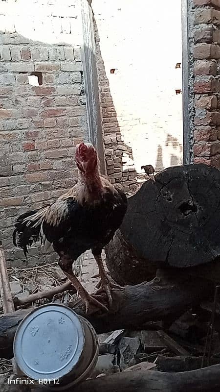 Aseel Fertile Eggs for Sale 13