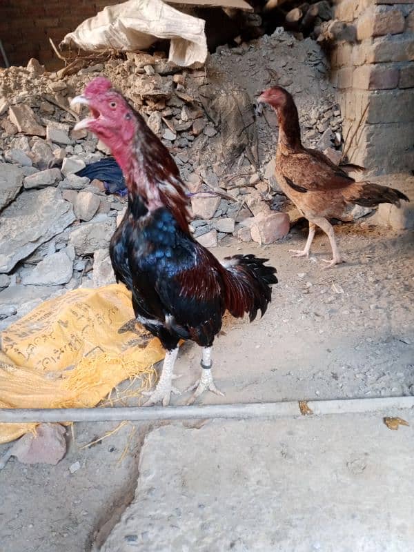 Aseel Fertile Eggs for Sale 15