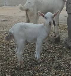 pure Barbra male looking new home