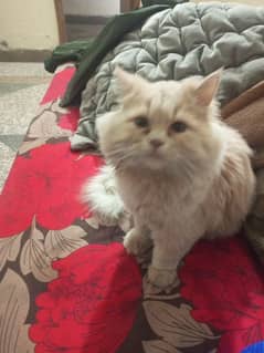 pension male cat for sale