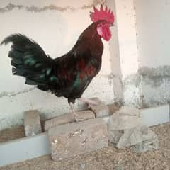 Desi Hens ( Hen PER Piece 1750 ) Rooster 2750 Patha 500