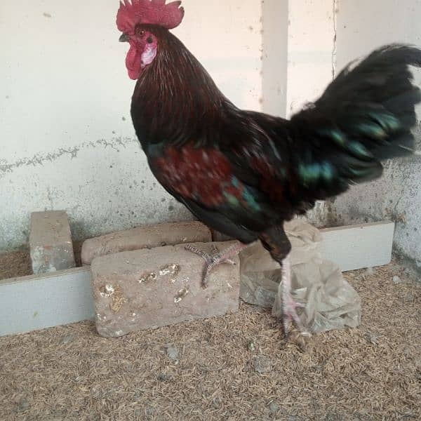 Hens || Desi Murgian || Desi Hens || Organic Hens 1