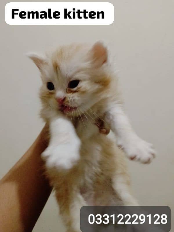 pure Persian bi colour kitten for sell 1