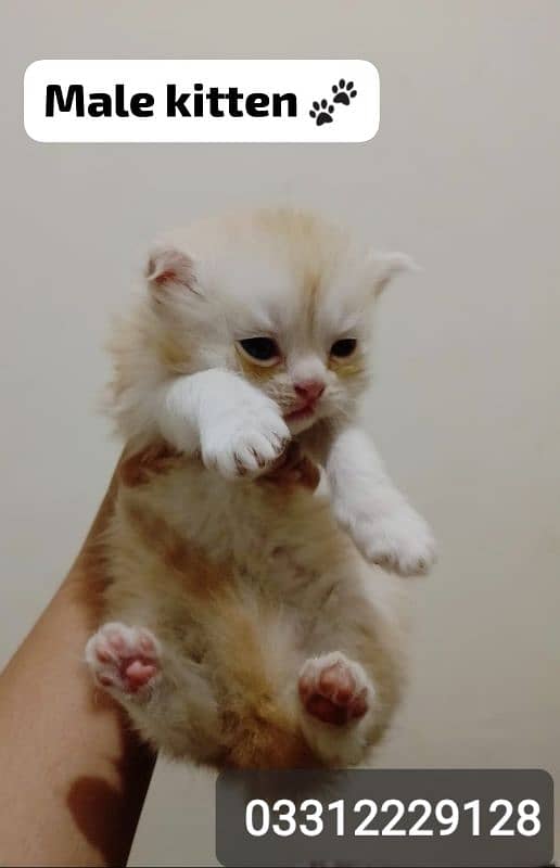 pure Persian bi colour kitten for sell 3