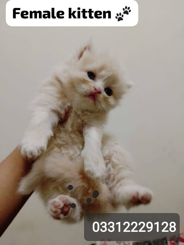 pure Persian bi colour kitten for sell 4