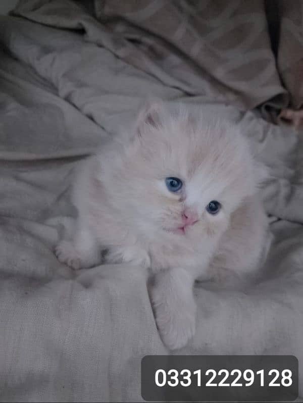 pure Persian bi colour kitten for sell 5