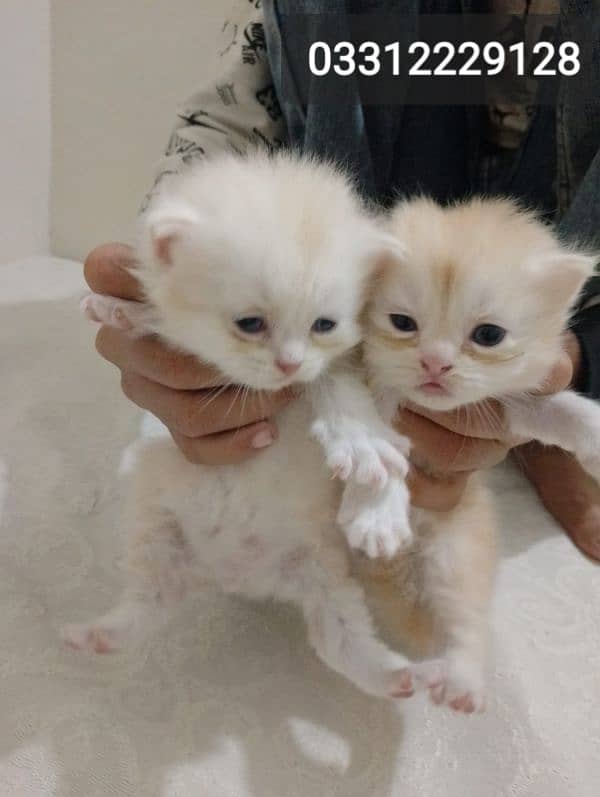 pure Persian bi colour kitten for sell 6