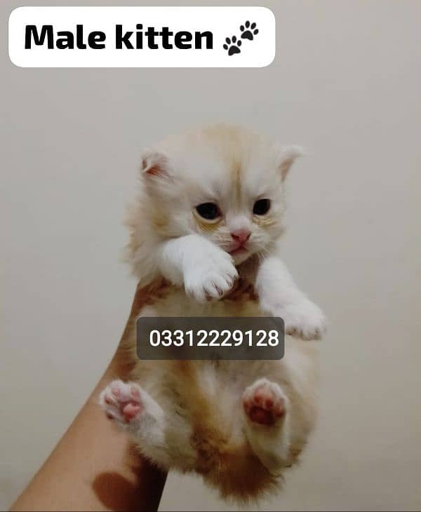 pure Persian bi colour kitten for sell 7