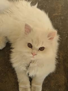 Triple cout Persian