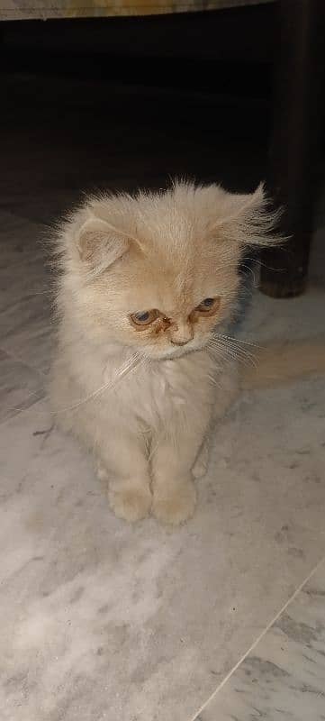 Persian kitten| punch face kitten | triple coated cat | kitty 6