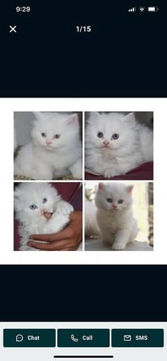 Healthy,Playful,Cute ,Persian,punch face Kitten/Cat