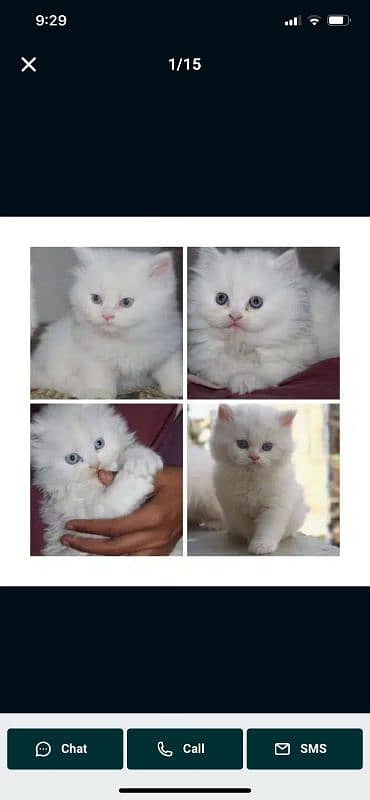 Healthy,Playful,Cute ,Persian,punch face Kitten/Cat 0