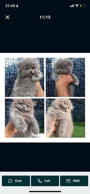 Healthy,Playful,Cute ,Persian,punch face Kitten/Cat 2