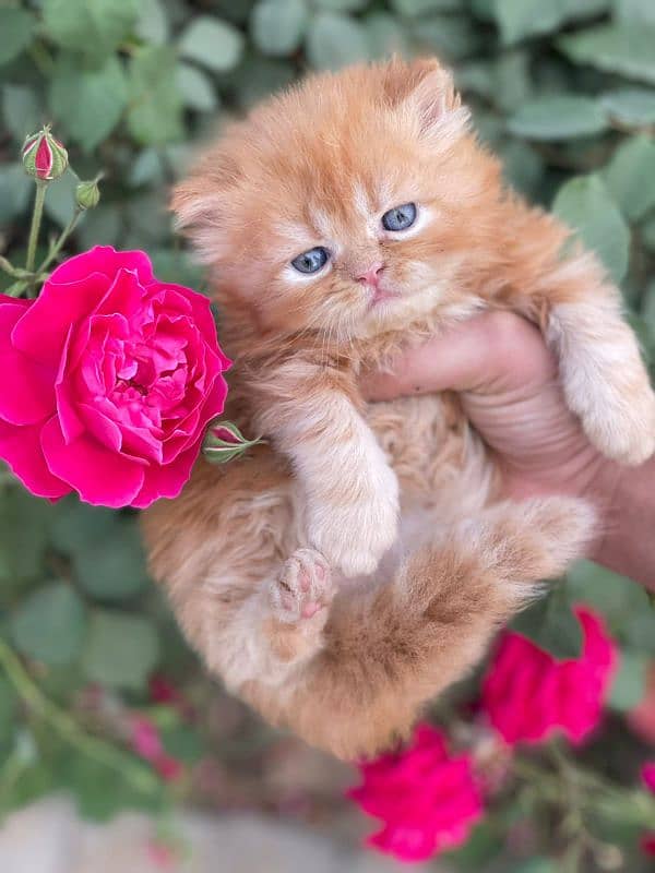 Healthy,Playful,Cute ,Persian,punch face Kitten/Cat 6