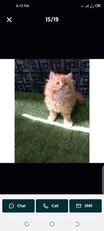 Healthy,Playful,Cute ,Persian,punch face Kitten/Cat 7