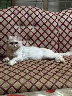 Breeder female/ female/ female cat/ cat/ breeder cat/ persian cat/