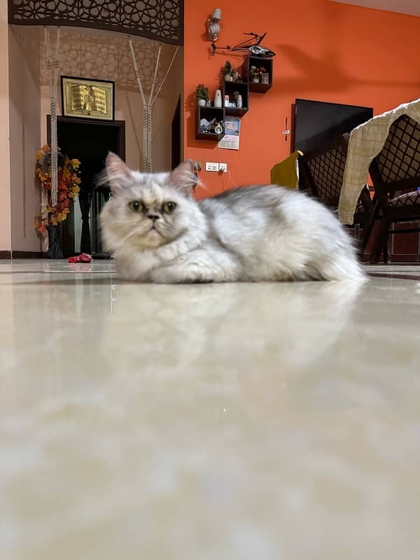 breeder cat/ cat/ persian cat/ punchface cat/ female cat/ adult cat 2