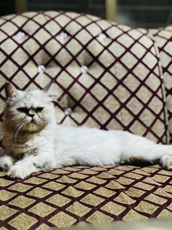 breeder cat/ cat/ persian cat/ punchface cat/ female cat/ adult cat 3