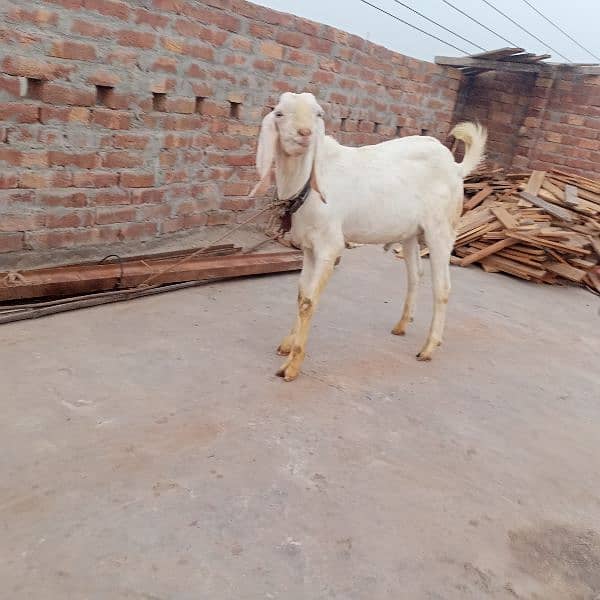 rajanpuri bakra 0