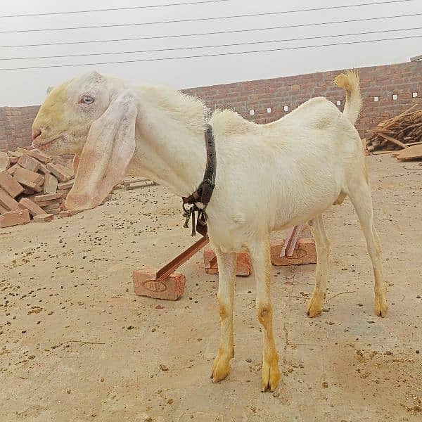 rajanpuri bakra 1