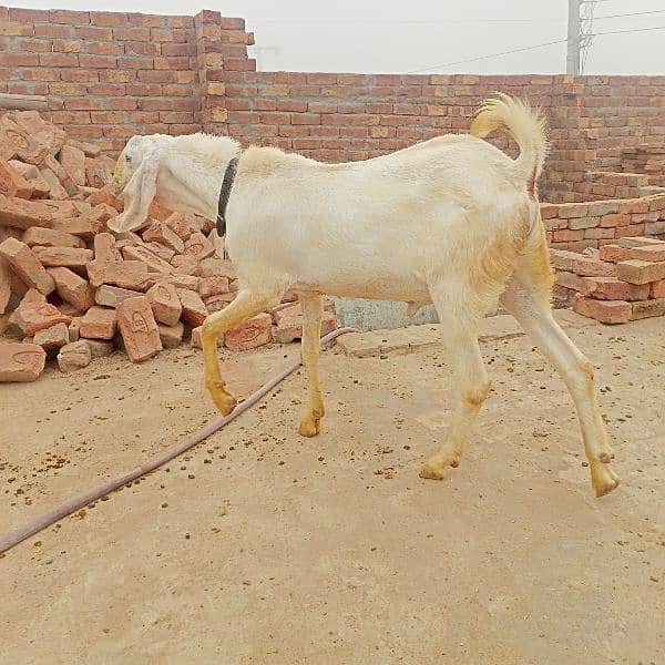 rajanpuri bakra 2