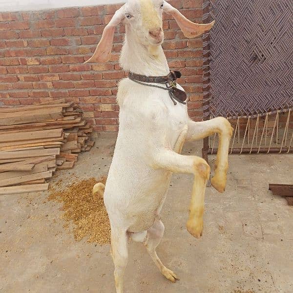 rajanpuri bakra 3