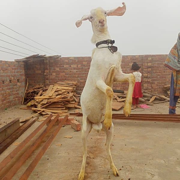 rajanpuri bakra 5