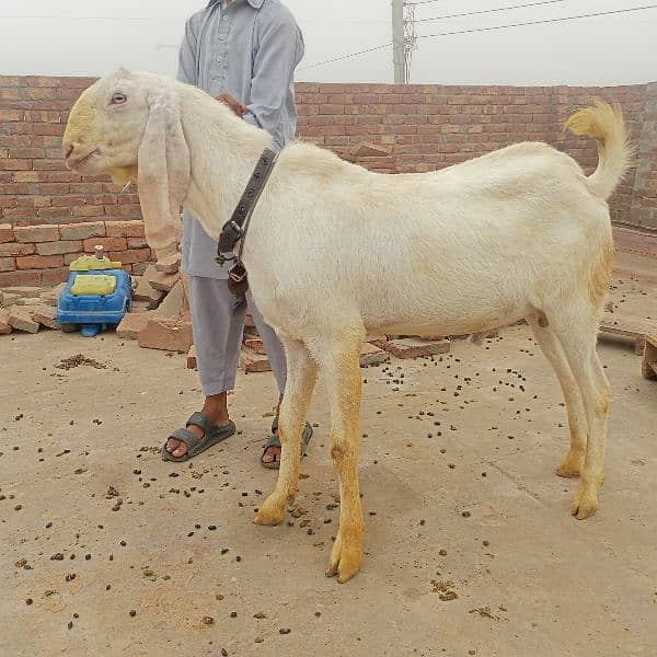 rajanpuri bakra 6