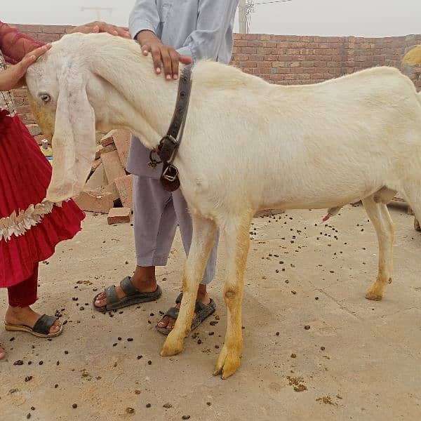 rajanpuri bakra 7