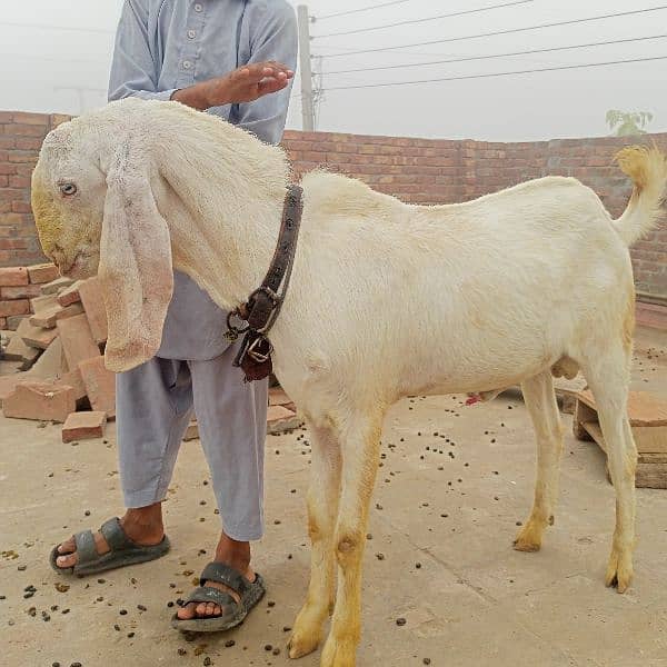 rajanpuri bakra 8