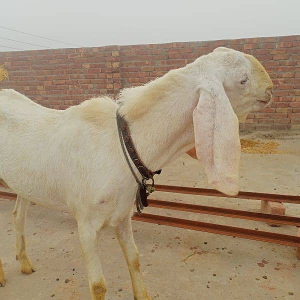 rajanpuri bakra 9