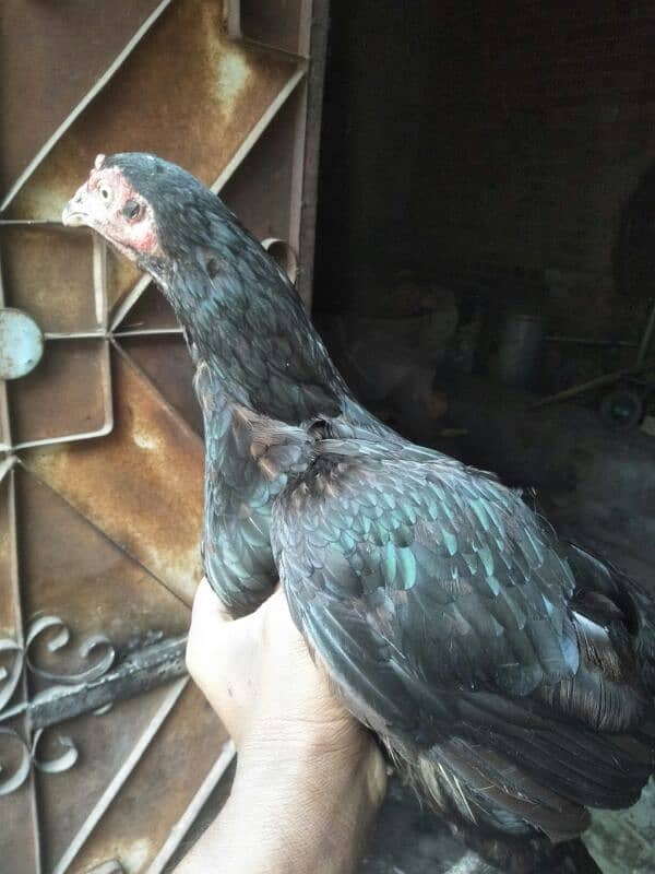 age 9month black Aseel hen 0