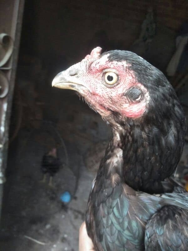 age 9month black Aseel hen 3