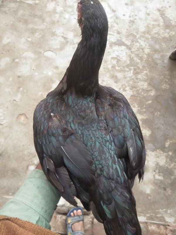 age 9month black Aseel hen 4