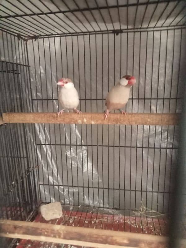 jawa finches 4