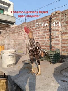 White O Shamo /Aseel pathy /king size/ shamo chicks/high Quality shamo