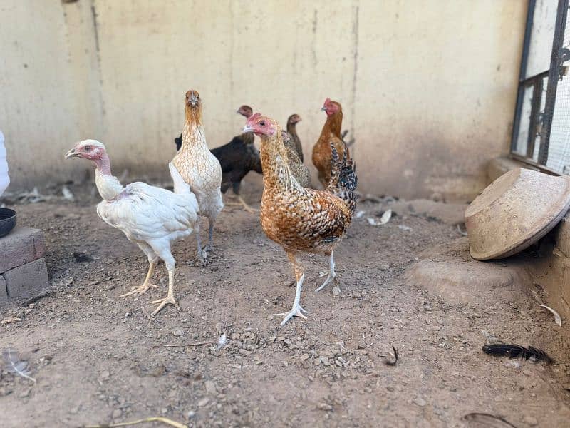 Desi Golden misri hens 0