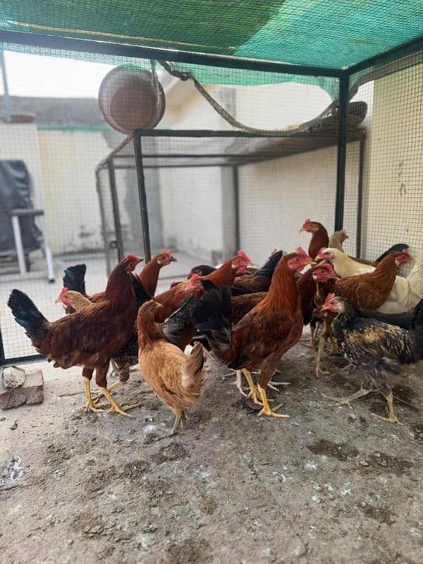 Desi Golden misri hens 4