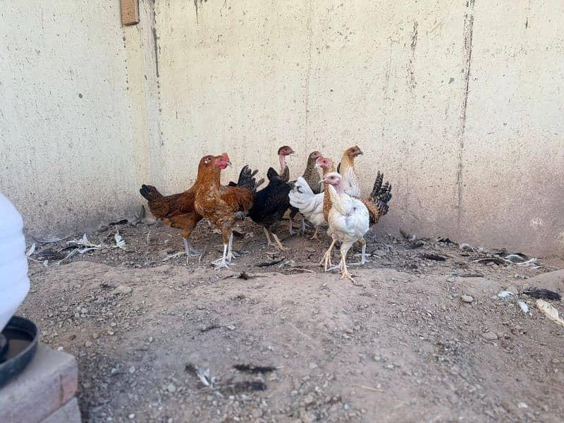 Desi Golden misri hens 7